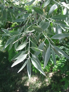 Elaegnus angustifolia